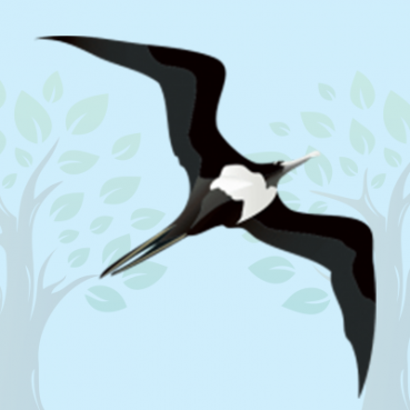 Frigatebird Quiz