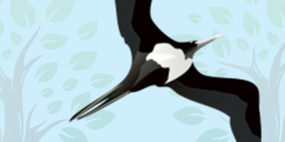 Frigatebird Quiz