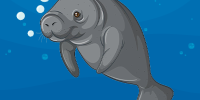 Manatees trivia