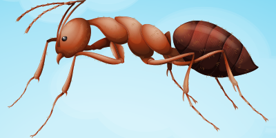 Ants trivia quiz Ants trivia quiz