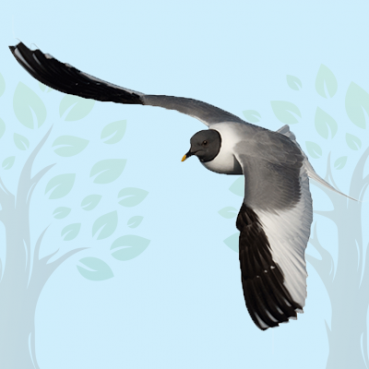 arctic Arctic Tern trivia