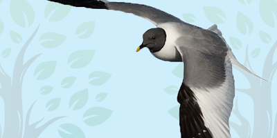 arctic Arctic Tern trivia