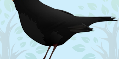 Blackbird Quiz