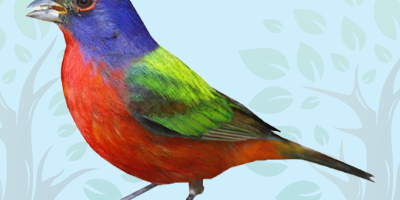 bunting Bunting trivia