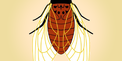cicada quiz for kids