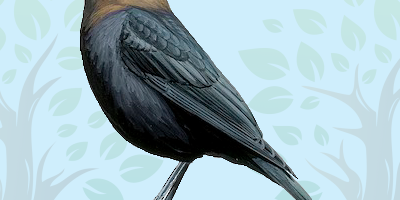 cowbird Cowbird Quiz