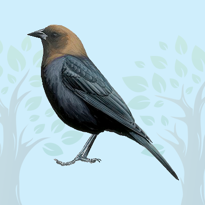 Cowbird Quiz