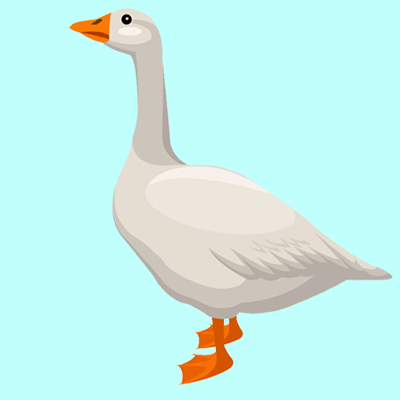 Goose Quiz
