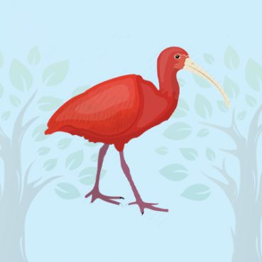 ibis Ibis Quiz
