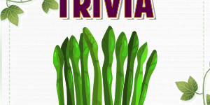 Asparagus Trivia