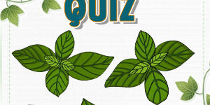 Basil Quiz