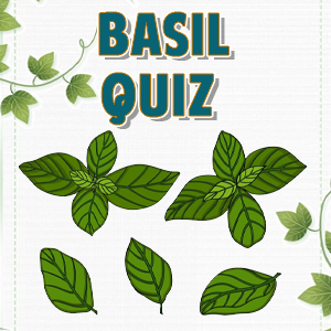 Basil Quiz