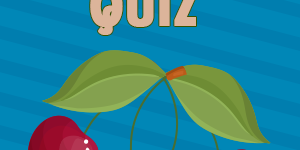 Cherry Quiz Cherry Quiz