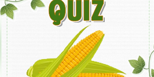 Corn Quiz Corn Quiz