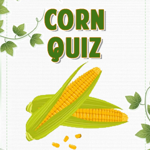 Corn Quiz
