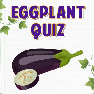 Eggplant Quiz