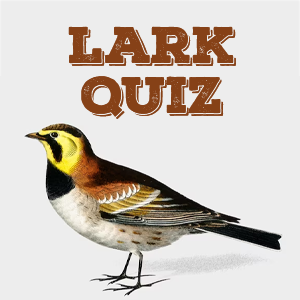 Lark Quiz