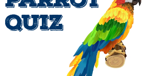 Macaw Parrot Quiz