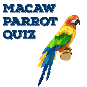 Macaw Parrot Quiz
