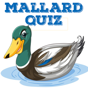 Mallard Quiz