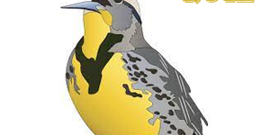 Meadowlark Quiz