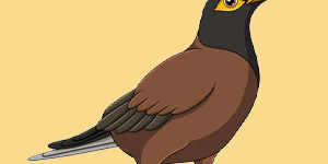 Mynah quiz Mynah Quiz