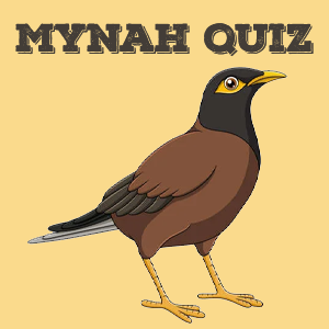Mynah quiz Mynah Quiz
