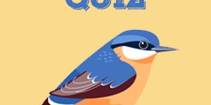 Nuthatch quiz Nuthatch Quiz