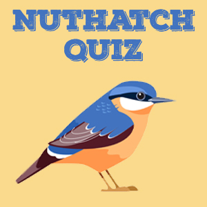 Nuthatch Quiz
