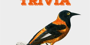 Orioles Trivia Orioles Quiz