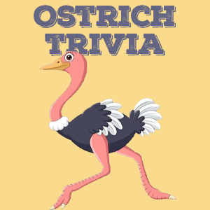 Ostrich Quiz