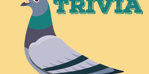 Pigeon Trivia Pigeon Quiz