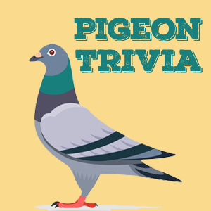 Pigeon Trivia Pigeon Quiz