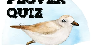 Piping Plover Quiz Piping Plover Quiz