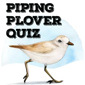 Piping Plover Quiz