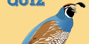 Quail Quiz Quail Quiz