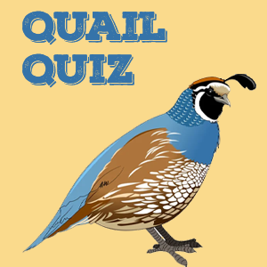 Quail Quiz