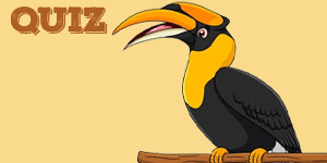 Rhinoceros Hornbill Quiz