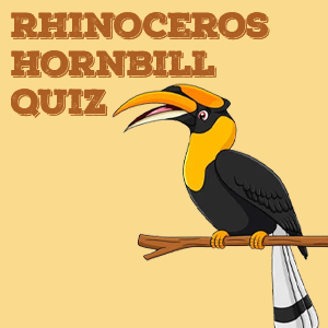 Rhinoceros Hornbill Quiz