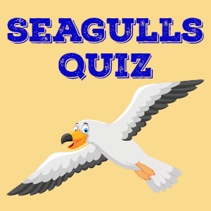 Seagulls Quiz