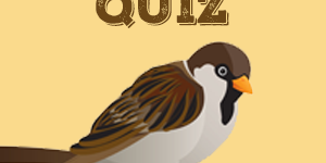 Sparrow Quiz Sparrow Quiz