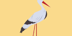 Stork Quiz
