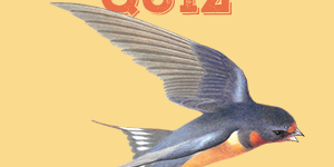 Swallows Quiz