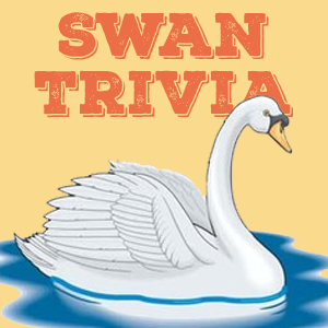 Swan Quiz