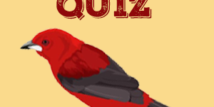 Tanager Quiz