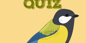 Titmouse Quiz Titmouse Quiz