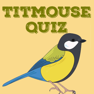 Titmouse Quiz