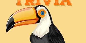 Toucan Quiz