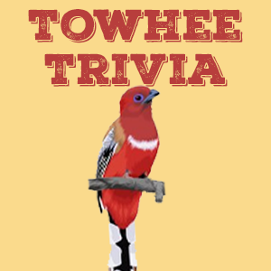 Towhee Quiz