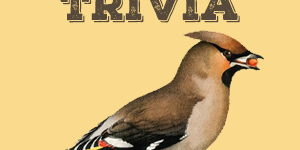 Waxwing Quiz